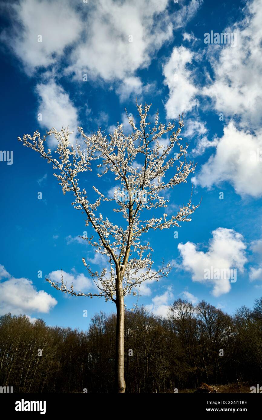 Cerisiers en fleurs au printemps, Rheinbreitbach, Rhénanie-Palatinat, Allemagne Banque D'Images