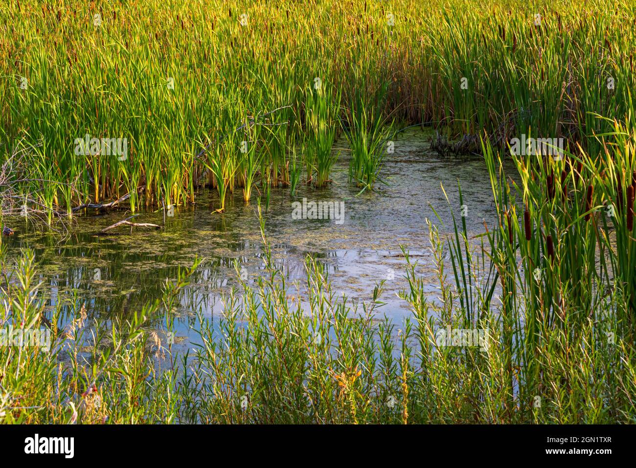 Marais à queue de chat à feuilles larges (Typha latifolia) présentant un habitat pour diverses espèces sauvages, Castle Rock Colorado US. Photo prise en septembre. Banque D'Images