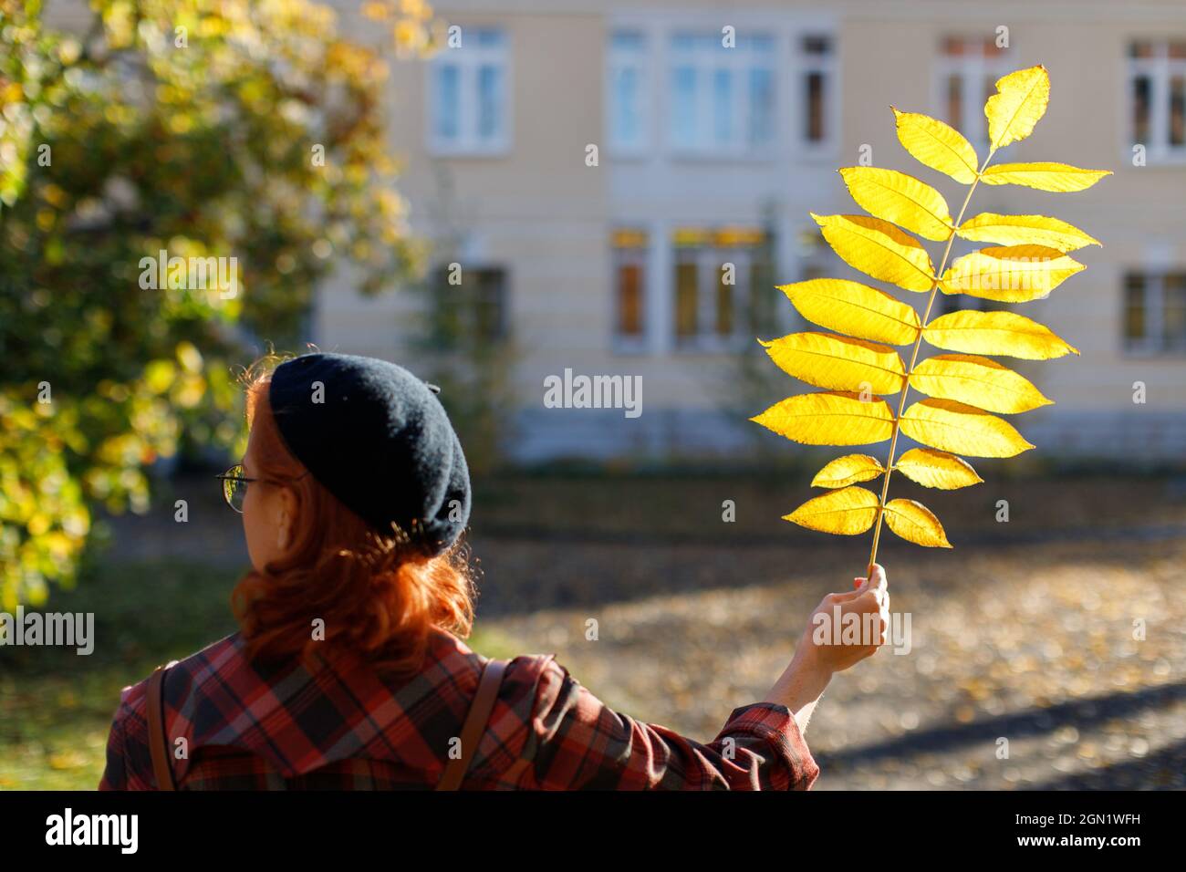 REDHEAD femelle en manteau écossais, béret noir marche à travers le parc, tenant sec jaune feuille tombée à la journée ensoleillée, vue arrière Banque D'Images