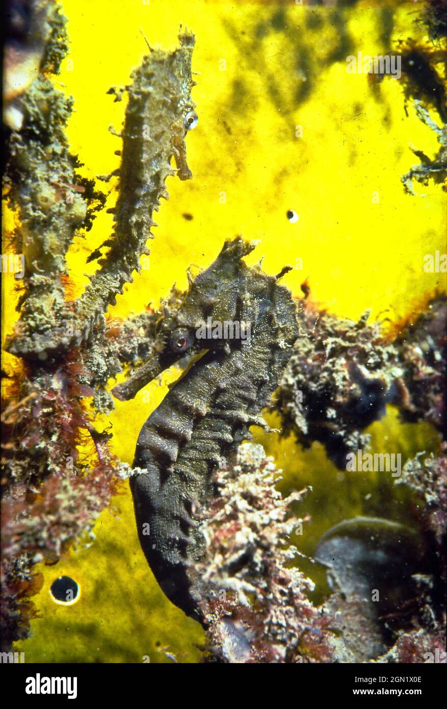 L’hippocampe de White (Hippocampus whitei), l’espèce la plus commune du port de Sydney, fréquente les anneaux des enclos de baignade (protégeant le nageur Banque D'Images