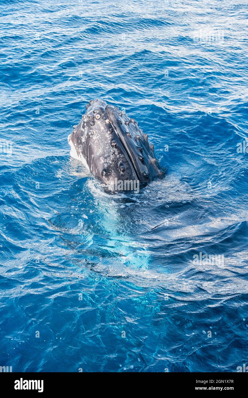 Humpback Whale surfacing adultes, Hervey Bay, Queensland, Australie Banque D'Images