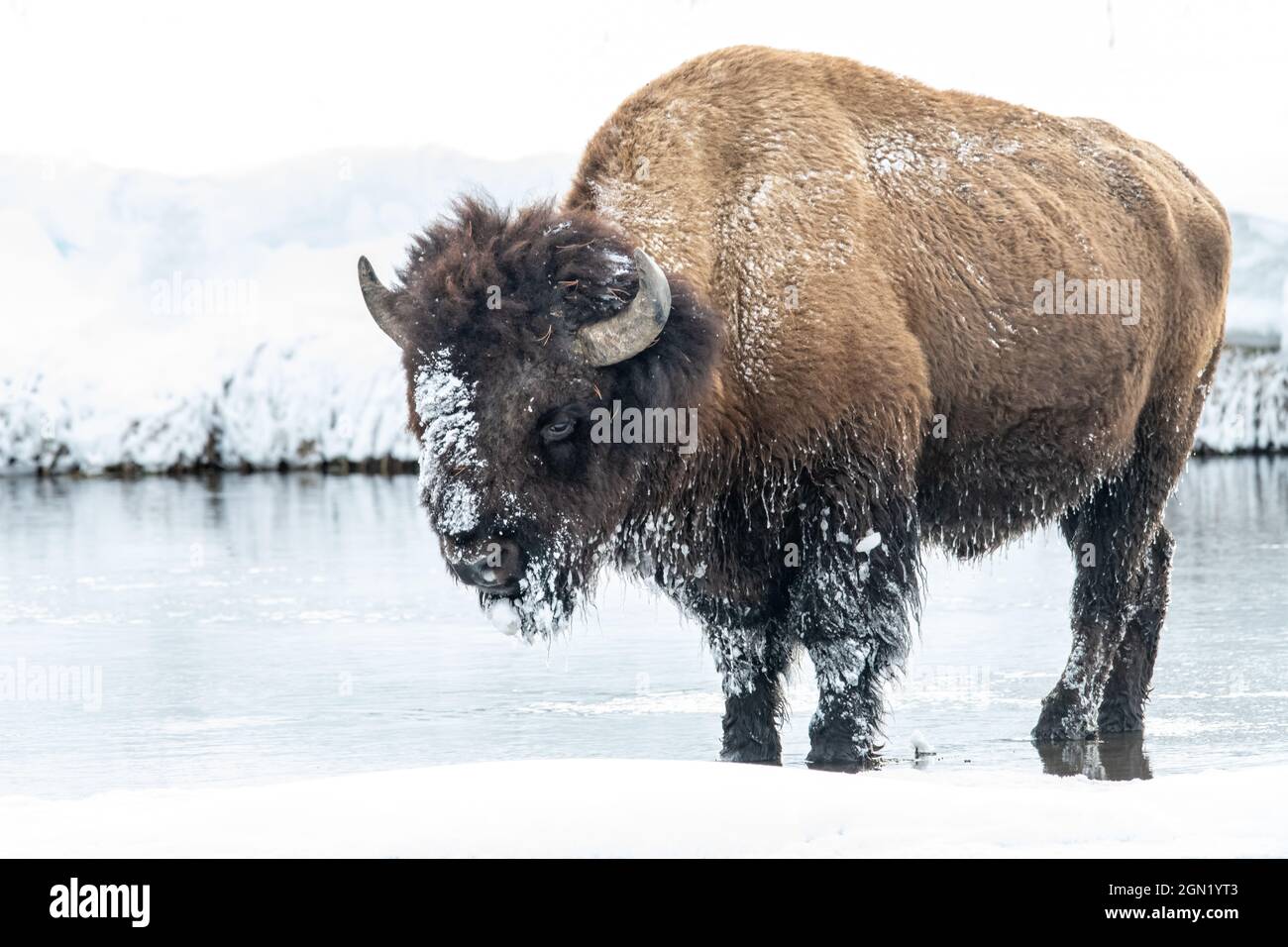 Bison américain (Bison bison) dans le parc national de Yellowstone en hiver Banque D'Images