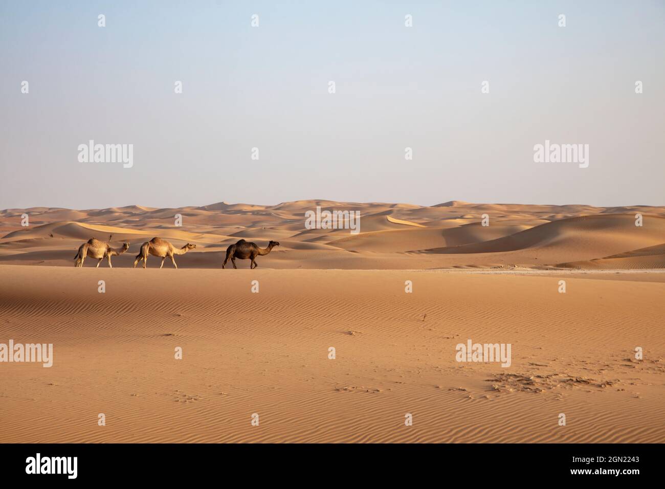 Trois chameaux courent sur une dune de sable dans le désert, près de Arabian Nights Village, Razeen Area of Al Khatim, Abu Dhabi, Émirats arabes Unis, Moyen-Orient Banque D'Images