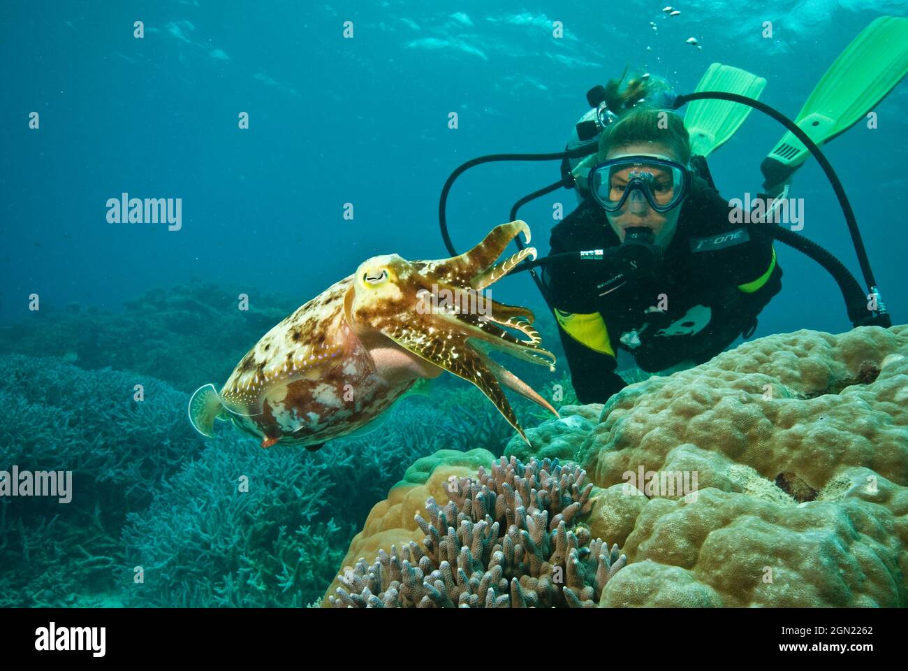 Seiche de Broadclub (Sepia latimanus), examinée par le plongeur Mimi MacPherson. C'est l'espèce la plus commune sur les récifs coralliens. Son œil est typiquement jaune Banque D'Images