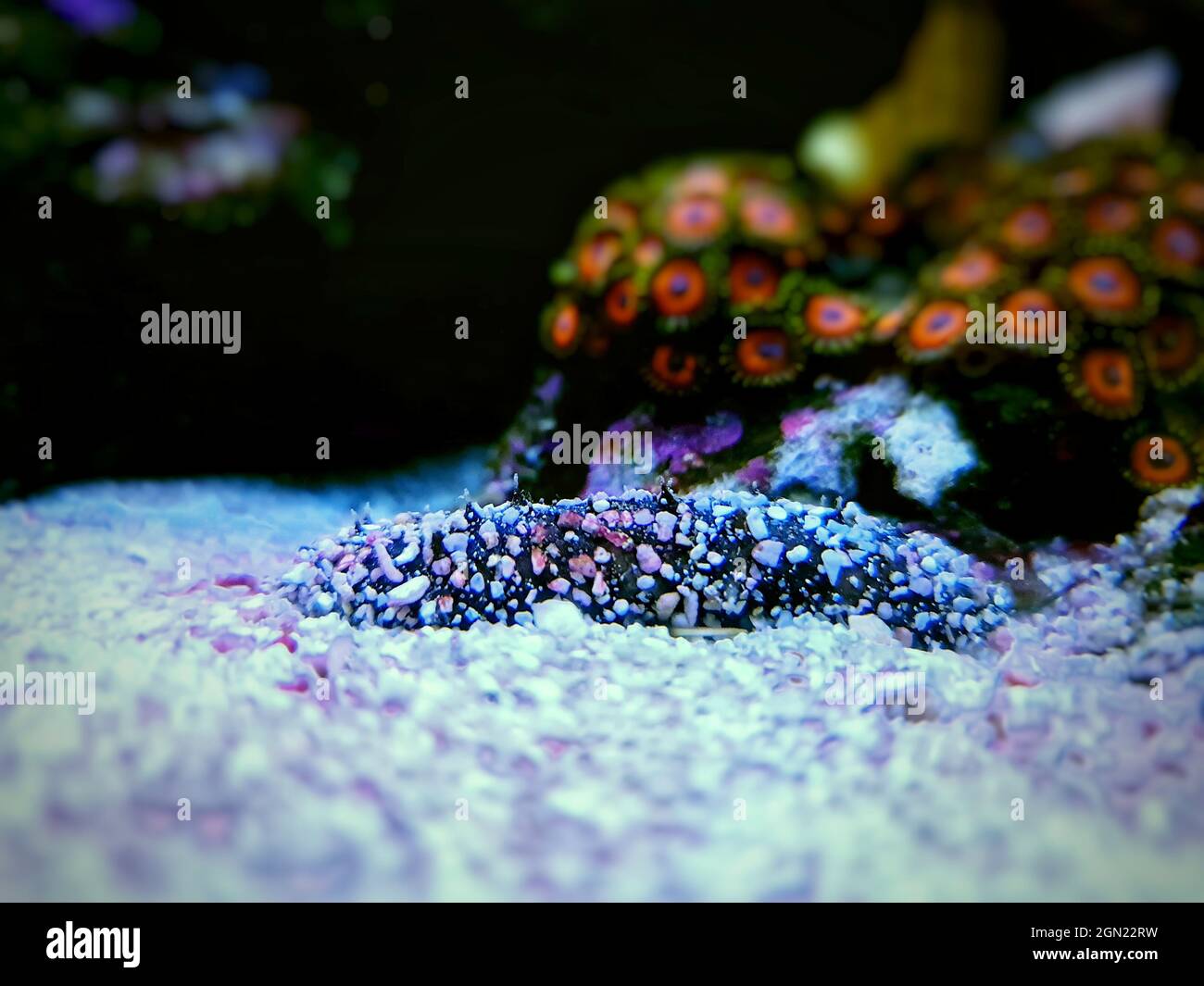 Concombre de mer dans le réservoir d'aquarium de récif de corail Banque D'Images