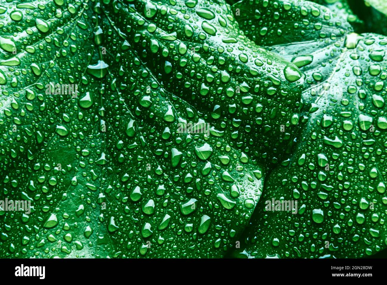 Texture de nombreuses feuilles fraîches et belles avec gouttes de pluie. Arrière-plan naturel. Banque D'Images