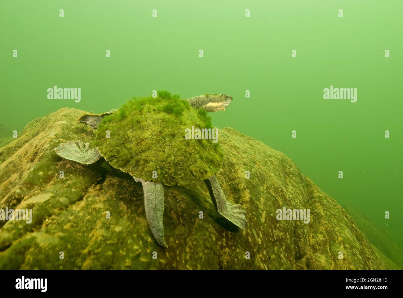 La tortue serpentine de la rivière Bellinger (Elseya georgesi), les recherches sur la rivière Bellinger depuis plus de 20 ans ont localisé l'espèce dans seulement quatre sites. Le popu Banque D'Images