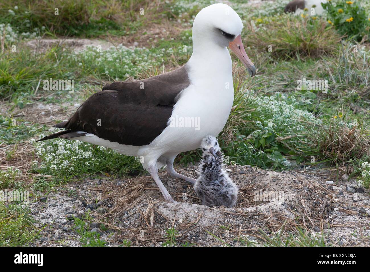 Petite albatros de Laysan poussette dans un nid construit à partir de sable, de gravier et de végétation, peering de dessous l'oiseau parent. Phoebastria immutabilis Banque D'Images