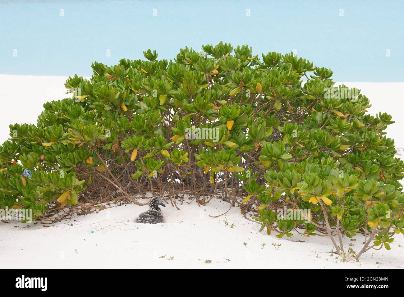 Petite poussette d'albatros de Laysan dans un nid de sable creux abrité par un arbuste de Naupaka sur une plage du Pacifique (Phoebastria immutabilis, Scaevola taccada) Banque D'Images