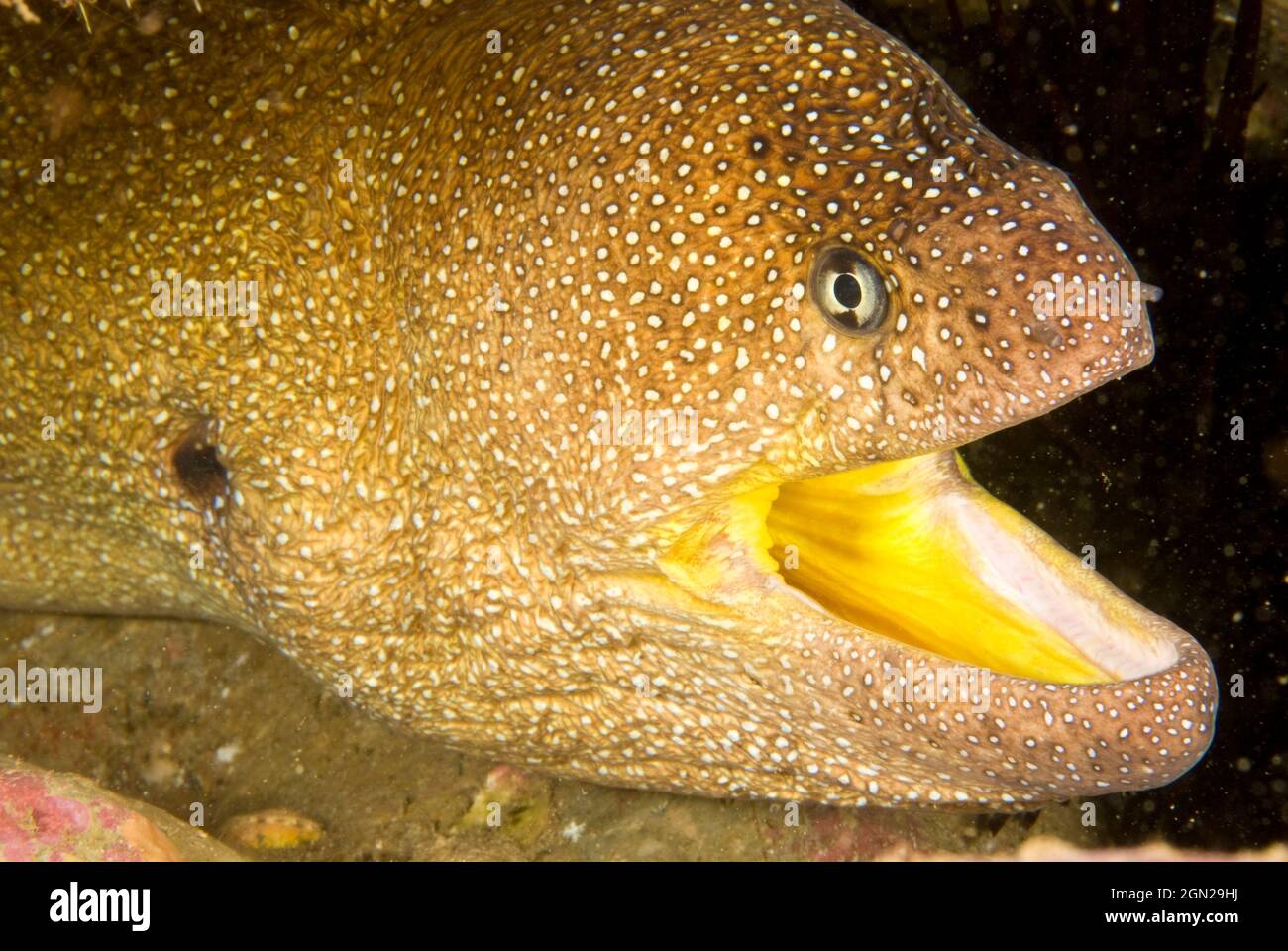 La moray de Starry (nucléomère de Gymnothorax) peut atteindre 180 cm. North Solitary Island, Nouvelle-Galles du Sud, Australie Banque D'Images