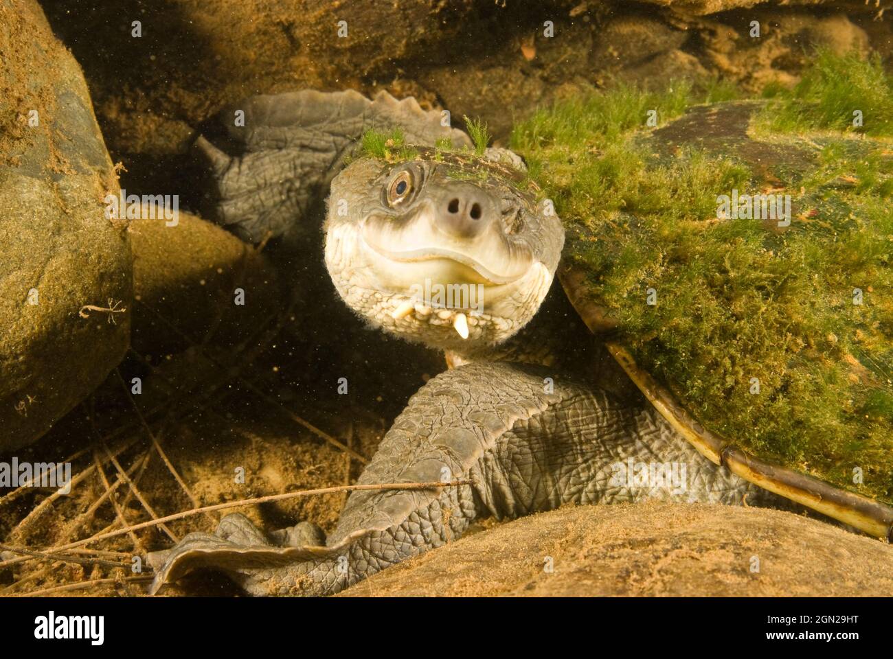 La tortue serpentine de la rivière Bellinger (Elseya georgesi), les recherches sur la rivière Bellinger depuis plus de 20 ans ont localisé l'espèce dans seulement quatre sites. Le popu Banque D'Images