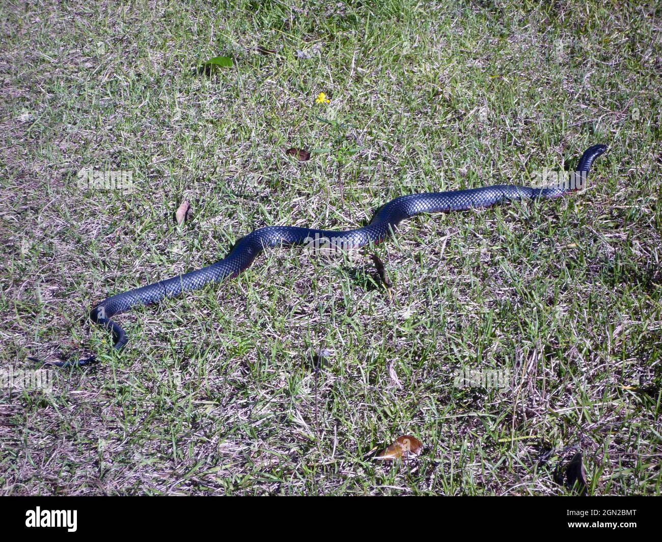 Serpent noir à ventre rouge (Pseudechis porphyriacus), trouvé près des cours d'eau permanents et des marécages. Dangereusement venimeux. Nord de la Nouvelle-Galles du Sud, Australie Banque D'Images