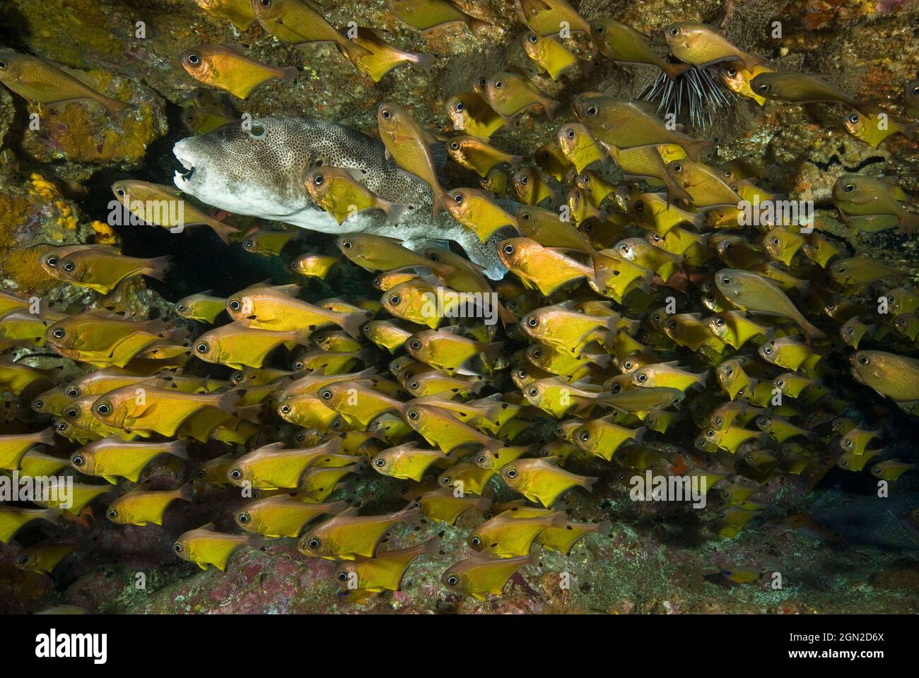 Un nain stellaire (Arothron stellatus), avec des ouaouarons à bout noir (Pempheris affinis). Le poisson-purée est une grande espèce qui atteint 90 cms de longueur Banque D'Images