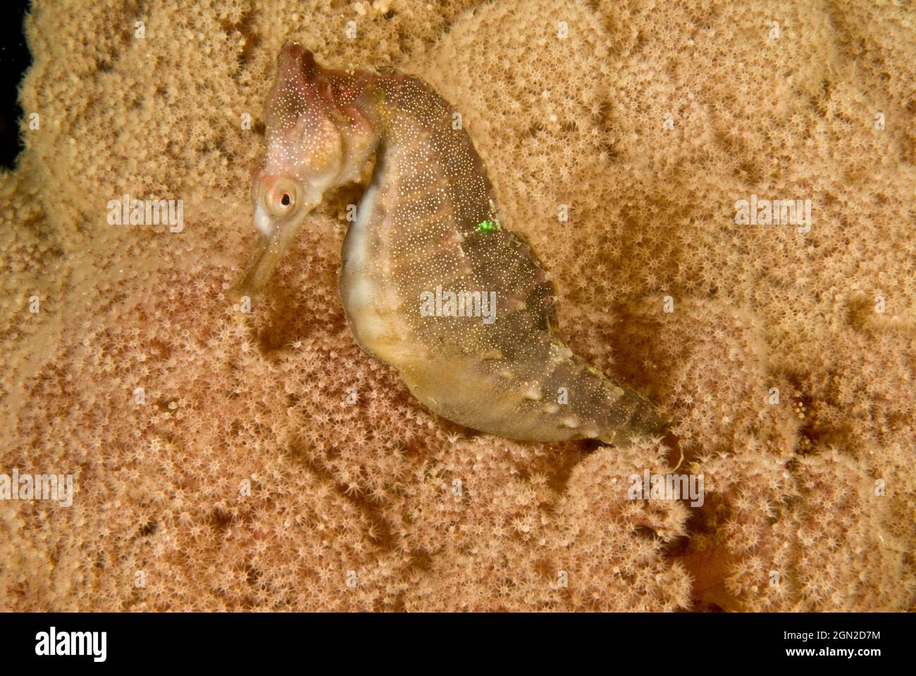 L’hippocampe de White (Hippocampus whitei), émergeant des branches d’un arbre corallien mou (Dendronephthya sp.). Augmente à 20 cms et est très commun dans Syd Banque D'Images