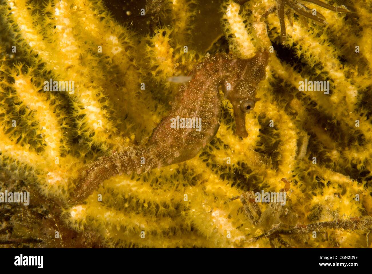 L'hippocampe de White (Hippocampus whitei), accroché à un coralliet mou gorgonien. Pousse à 20 cms et est très commun dans le port de Sydney, souvent trouvé att Banque D'Images
