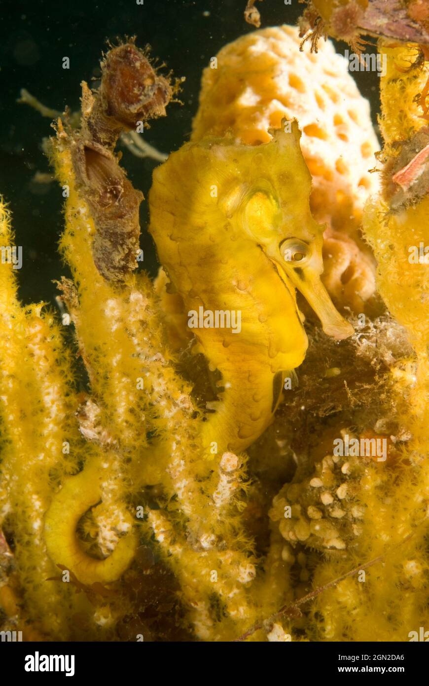 L’hippocampe de White (Hippocampus whitei) atteint 20 cms et est très courant dans le port de Sydney, souvent attaché à des anneaux de nage à l’épreuve des requins enc Banque D'Images