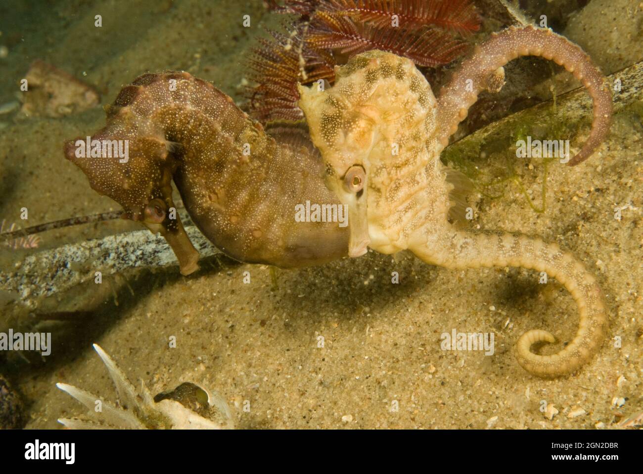 L’hippocampe de White (Hippocampus whitei) atteint 20 cms et est très courant dans le port de Sydney, souvent attaché à des anneaux de nage à l’épreuve des requins enc Banque D'Images