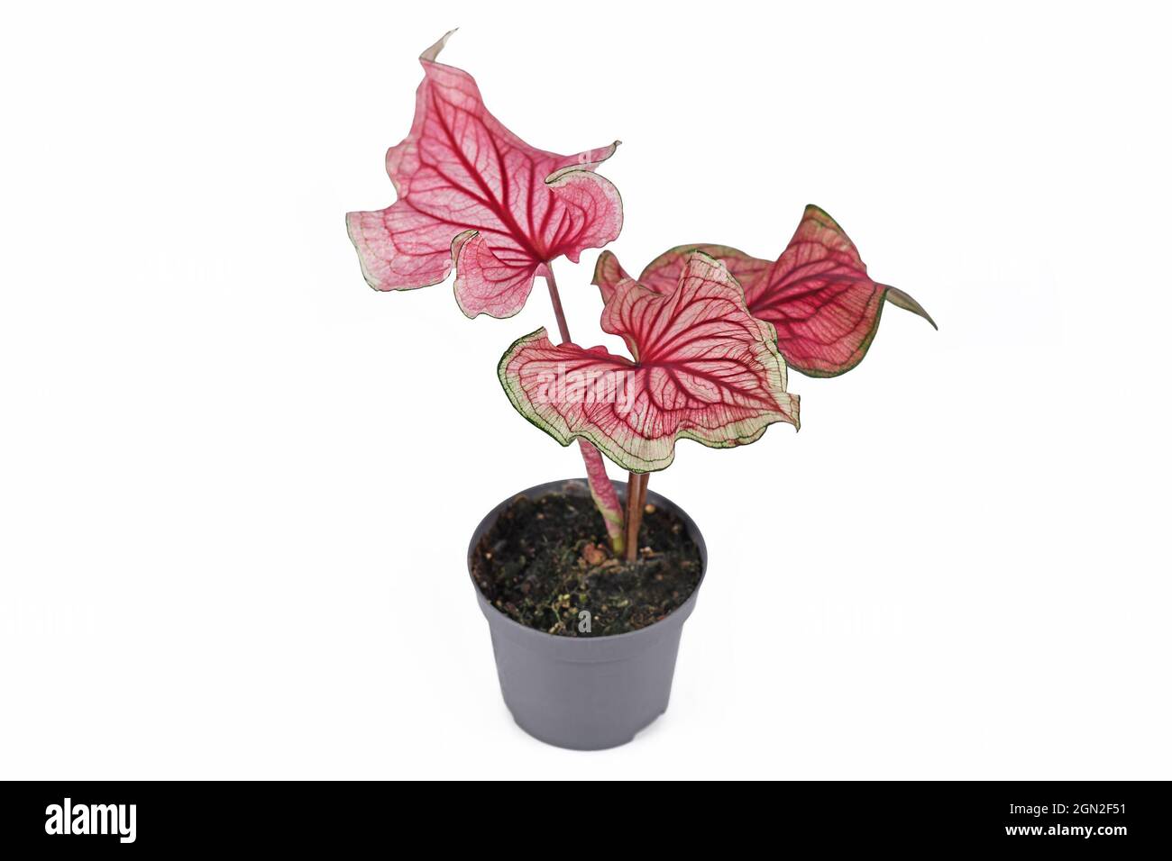 Plante exotique rose 'Caladium Florida Sweetheart' dans un pot de fleur isolée sur fond blanc Banque D'Images
