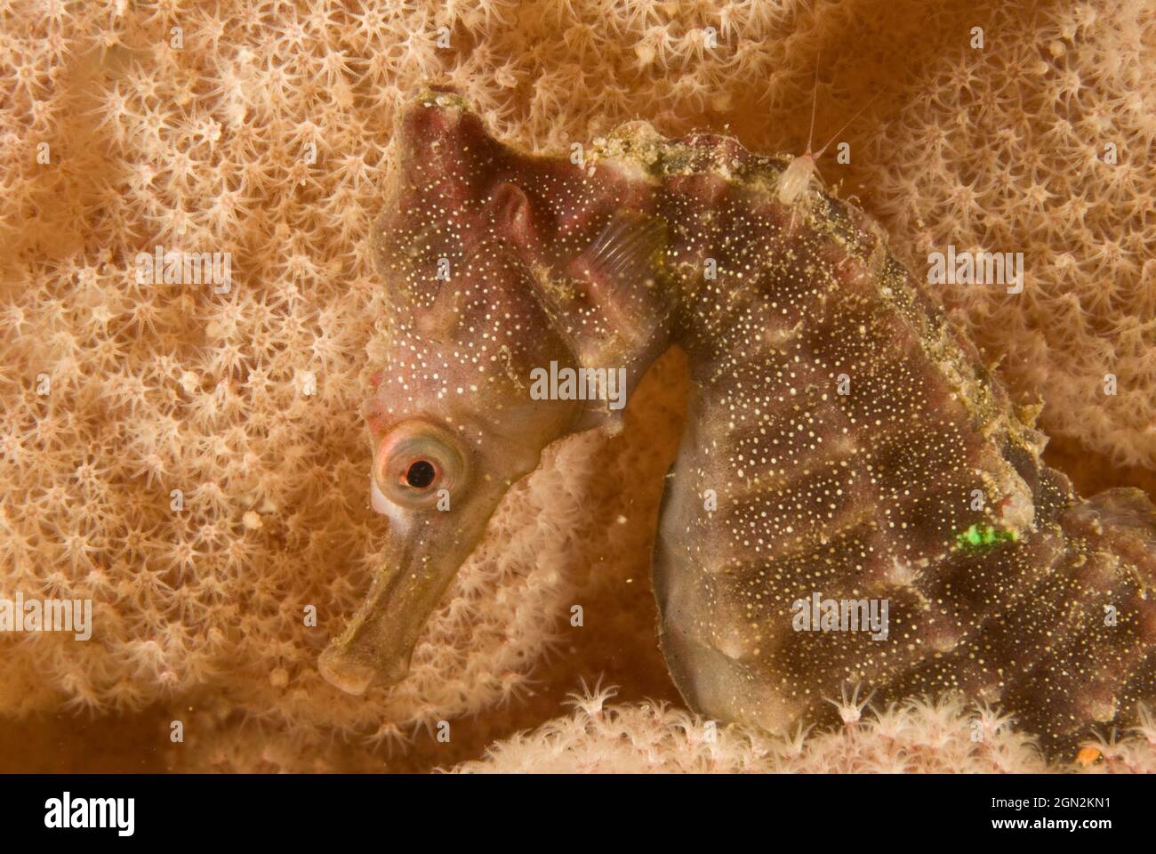 L’hippocampe de White (Hippocampus whitei), émergeant des branches d’un arbre corallien mou (Dendronephthya sp.). Notez le petit isopode crustacé sur le t Banque D'Images