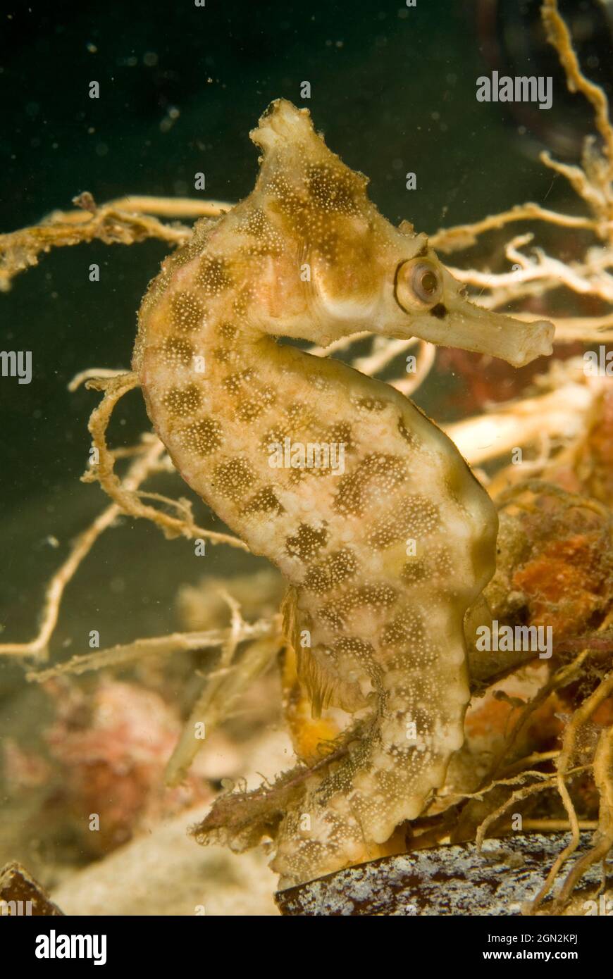 L’hippocampe de White (Hippocampus whitei) atteint 20 cms et est très courant dans le port de Sydney, souvent attaché à des anneaux de nage à l’épreuve des requins enc Banque D'Images