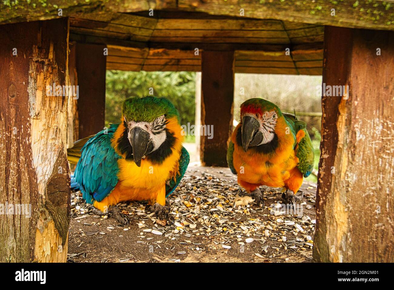 l'espèce de perroquet ara est menacée d'extinction. oiseaux colorés en portrait. Ils sont trouvés en Amérique du Sud Banque D'Images