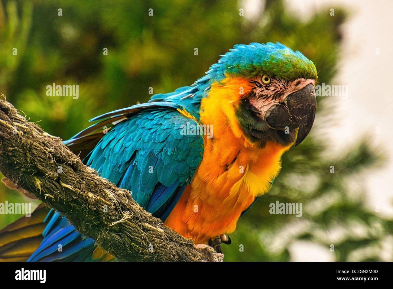 l'espèce de perroquet ara est menacée d'extinction. oiseaux colorés en portrait. Ils sont trouvés en Amérique du Sud Banque D'Images