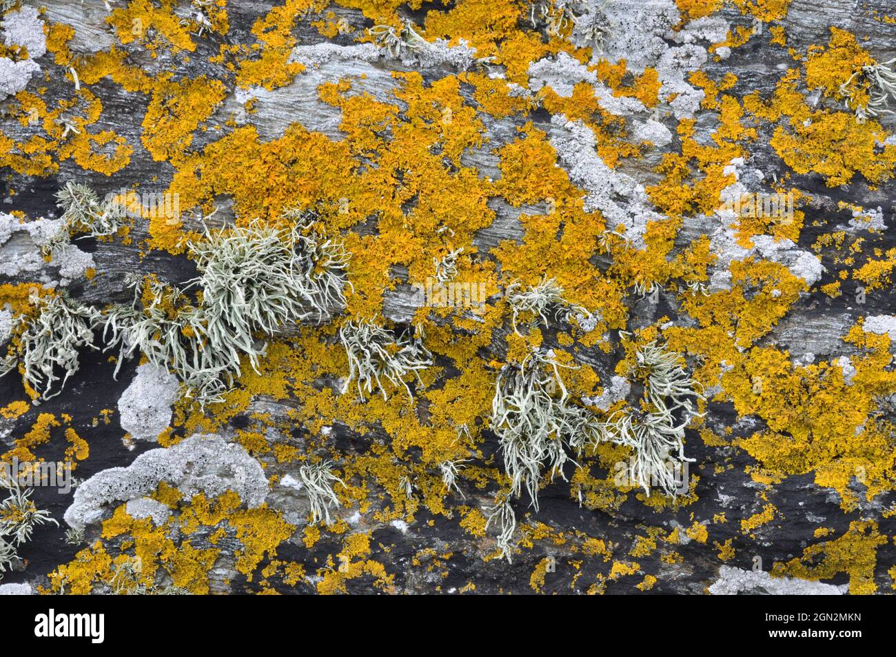 Textures de lichen sur le rocher du bord de mer, Anglesey Banque D'Images