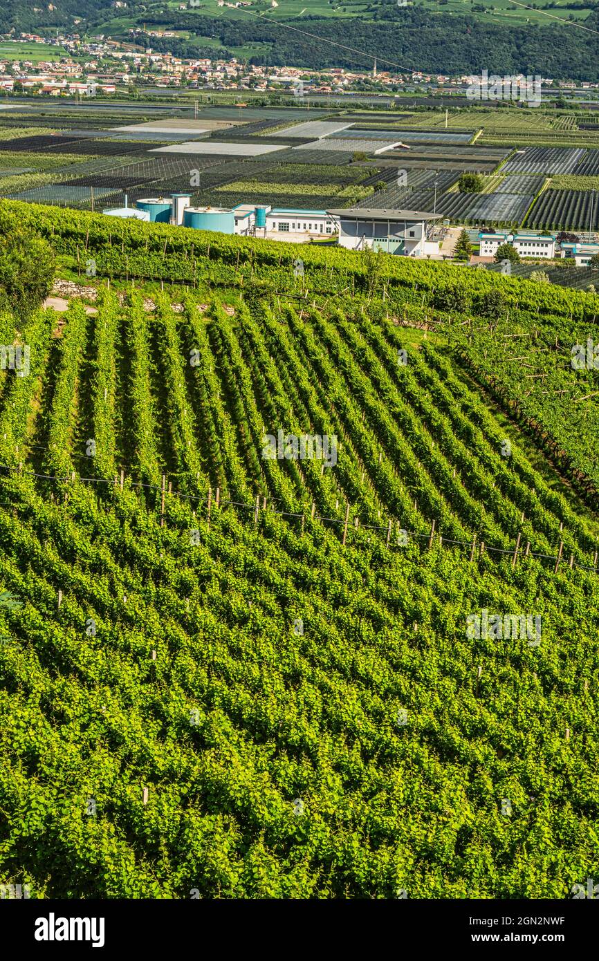 Vallées et pentes plantées de vignes Traminer, Gewürztraminer, le long de la route des vins du Tyrol du Sud. Province autonome de Bolzano. Banque D'Images