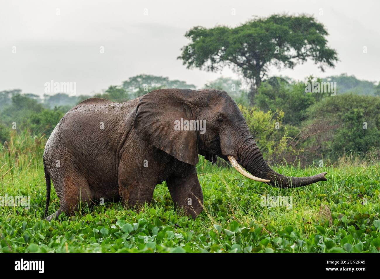 Éléphant de Bush africain - Loxodonta africana, membre emblématique des cinq grands Africains, Murchison Falls, Ouganda. Banque D'Images