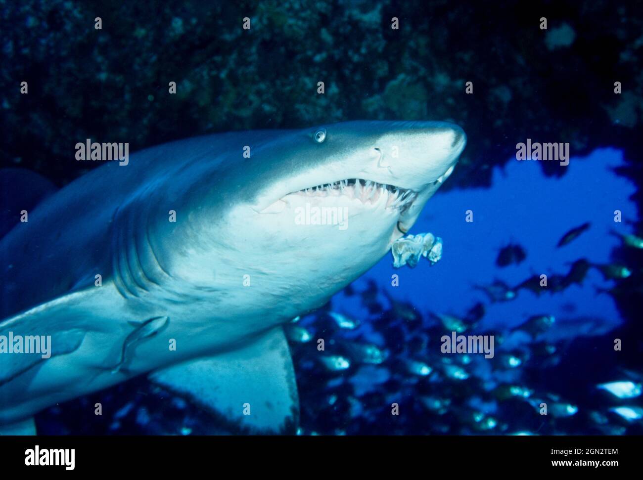 Requin-infirmière gris (Carcharias taurus), avec un crochet et un appât résiduel dans le coin de sa bouche. Les activités de pêche ont un impact négatif sur le thi Banque D'Images