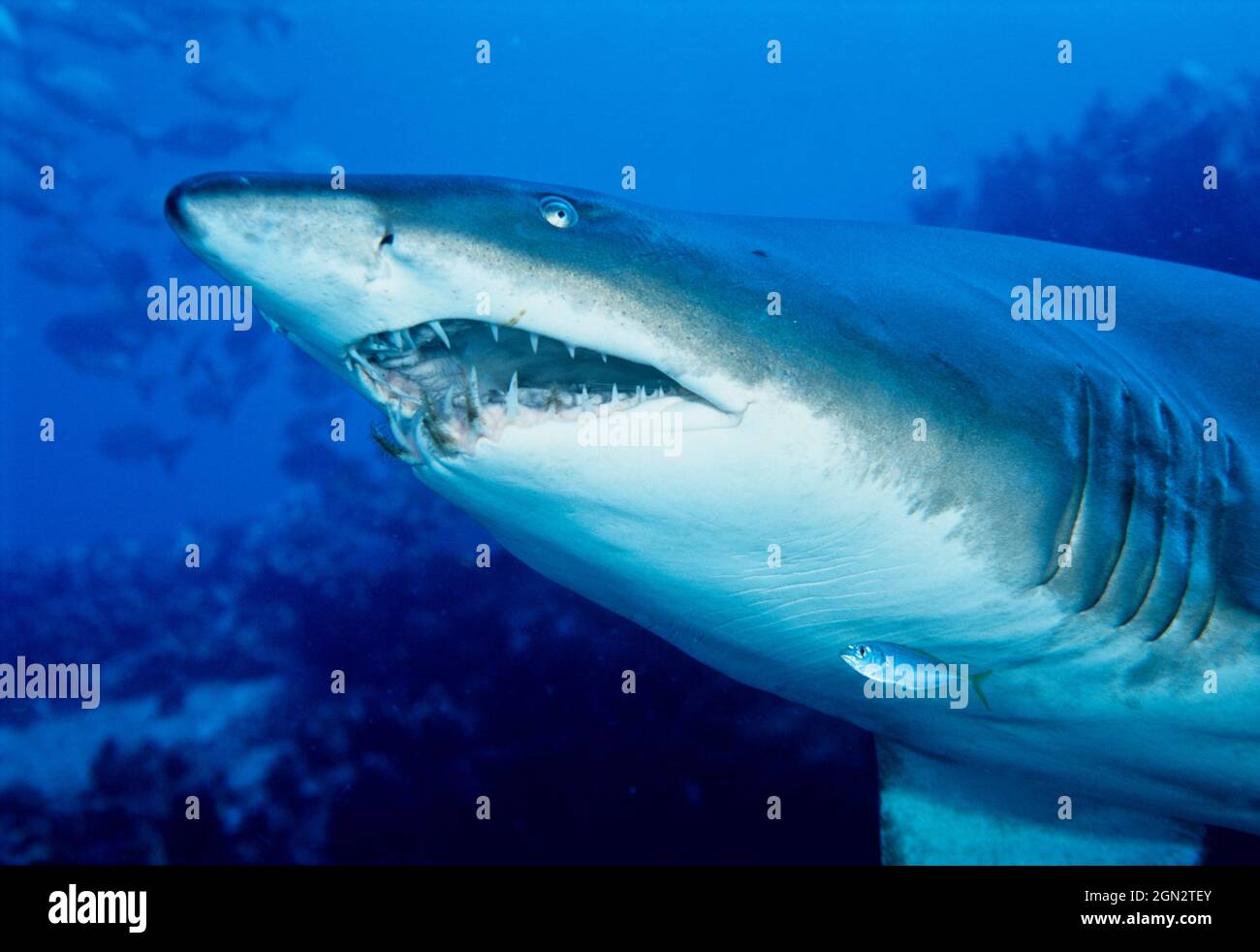 L'infirmière de requin gris (Carcharias taurus), avec une expression typique à bouche ouverte. Les dents exposées donnent au requin une apparence féroce, mais elles sont générales Banque D'Images