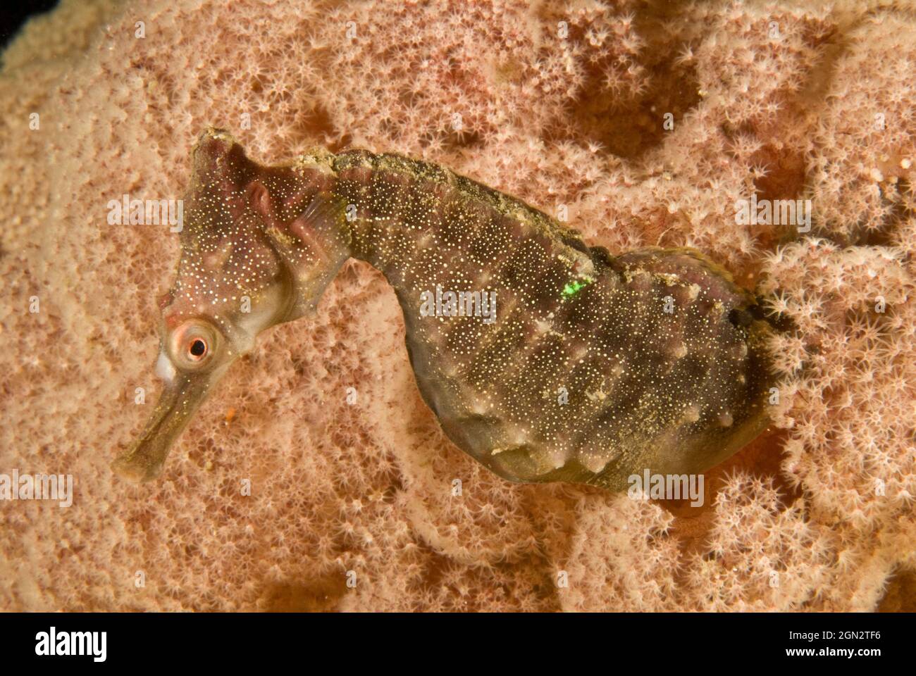 L’hippocampe de White (Hippocampus whitei), émergeant des branches d’un arbre corallien mou (Dendronephthya sp.). Notez le petit isopode crustacé sur le t Banque D'Images