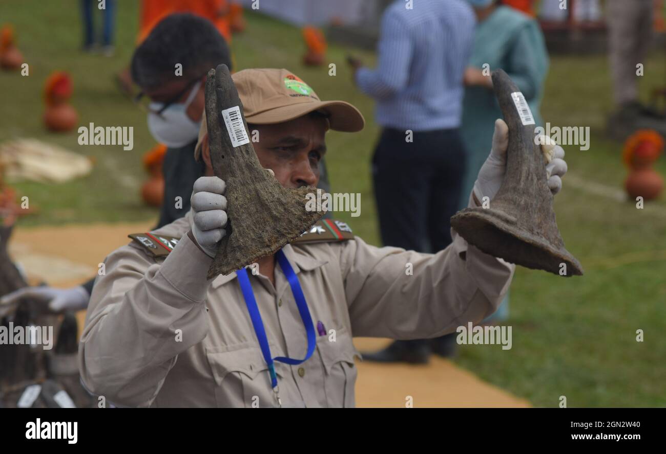 Guwahati, Guwahati, Inde. 22 septembre 2021. Des cornes de rhinocéros confisquées sont exposées par des employés de la forêt d'Assam avant des brûler alors que le monde célèbre aujourd'hui la Journée mondiale des rhinocéros au terrain de parade de Bokaghat dans le district de Golaghhat d'Assam Inde le mercredi 22 septembre 2021. Au total, 2479 cornes de rhinocéros confisquées brûlent aujourd'hui publiquement. Pour la première fois en Inde, les cornes de rhinocéros confisquées sont brûlées publiquement. (Image de crédit : © Dasarath Deka/ZUMA Press Wire) Banque D'Images