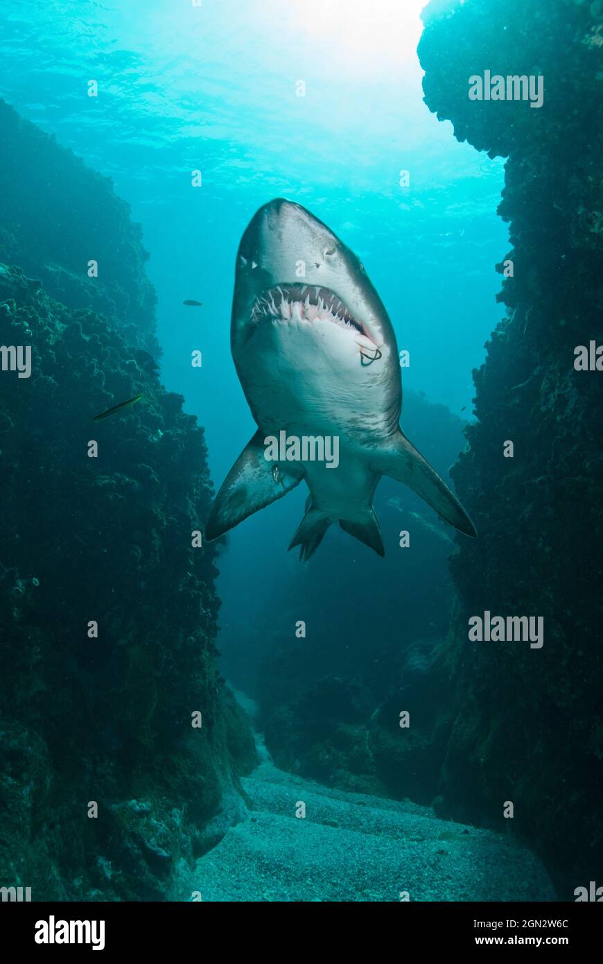 Requin-infirmière gris (Carcharias taurus), nageant à travers le canal étroit de roche. Noter le crochet à poisson sur le bord droit de la mâchoire inférieure. E-gouttières, solitaires du Nord-Ouest Banque D'Images
