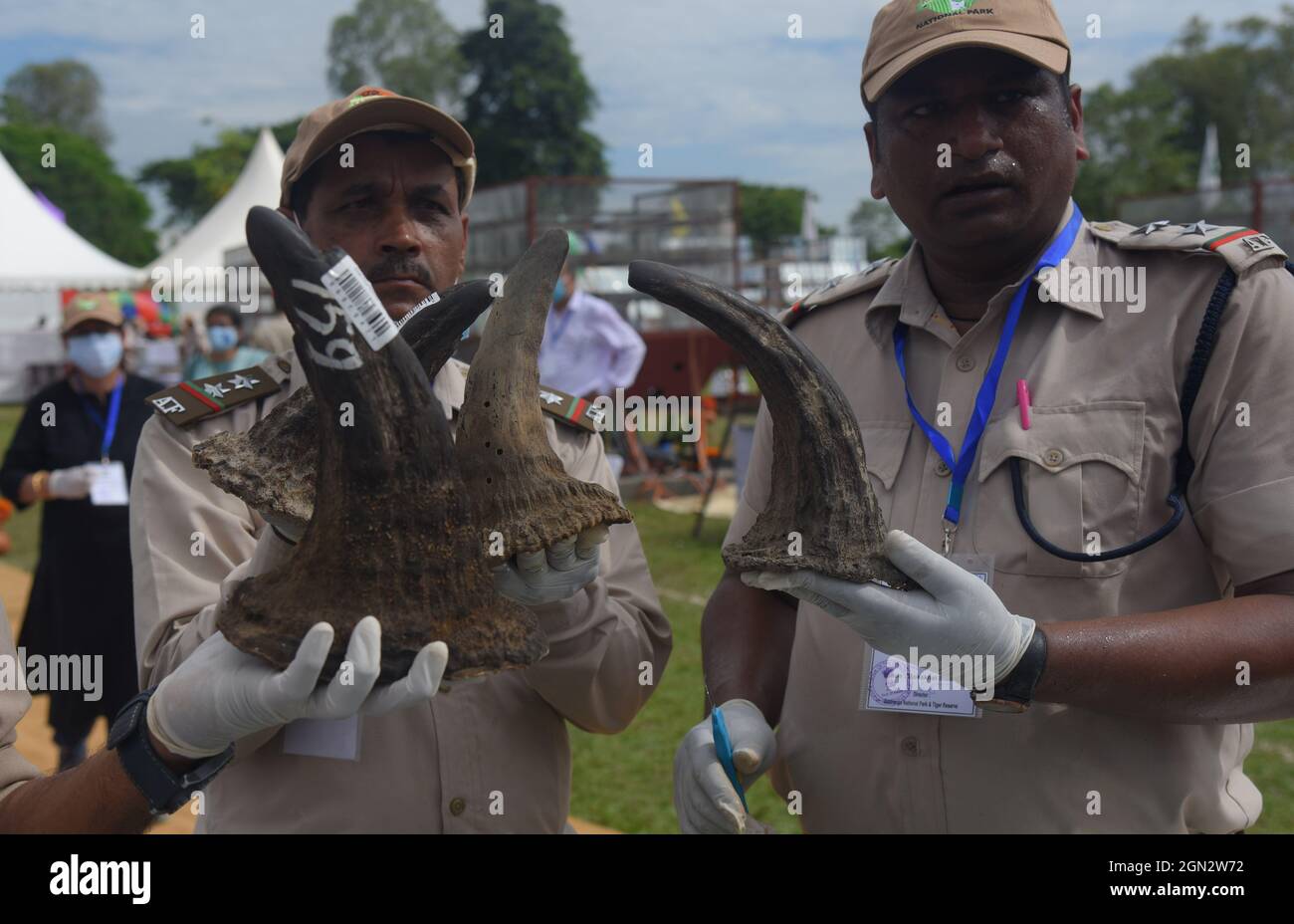 Guwahati, Guwahati, Inde. 22 septembre 2021. Des cornes de rhinocéros confisquées sont exposées par des employés de la forêt d'Assam avant des brûler alors que le monde célèbre aujourd'hui la Journée mondiale des rhinocéros au terrain de parade de Bokaghat dans le district de Golaghhat d'Assam Inde le mercredi 22 septembre 2021. Au total, 2479 cornes de rhinocéros confisquées brûlent aujourd'hui publiquement. Pour la première fois en Inde, les cornes de rhinocéros confisquées sont brûlées publiquement. (Image de crédit : © Dasarath Deka/ZUMA Press Wire) Banque D'Images