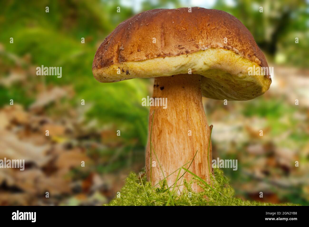 Un champignon porcini (Boletus edulis), également connu sous le nom de champignon porcini d'épinette, champignon de gentlemen ou champignon noble en mousse en arrière-plan de la forêt d'automne Banque D'Images