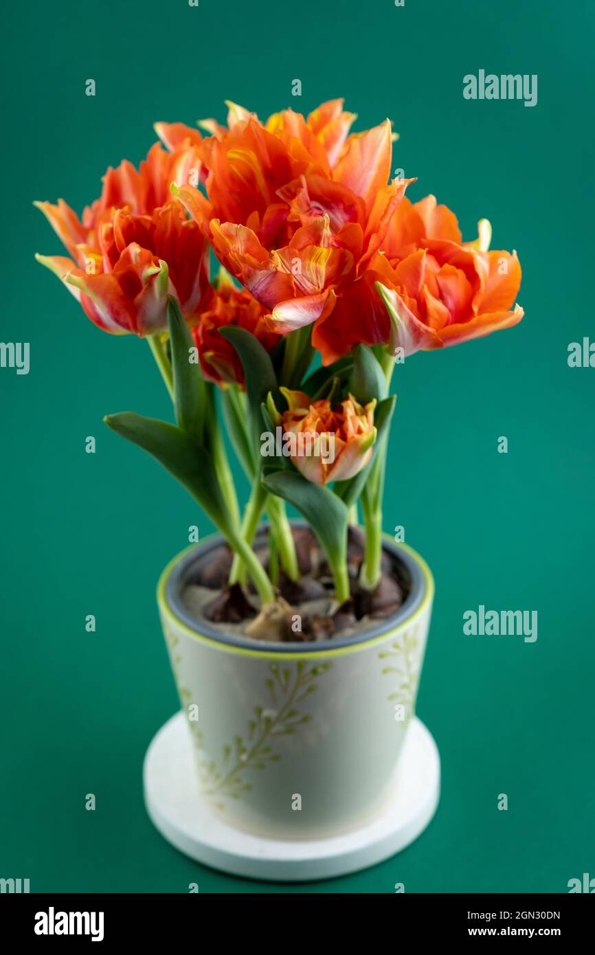 Faire pousser des tulipes dans un pot. Boutons de tulipe rouge-orange. Fleur de printemps à la maison. Bouquet de fleurs. Nouvelle variété. Groupe Banque D'Images