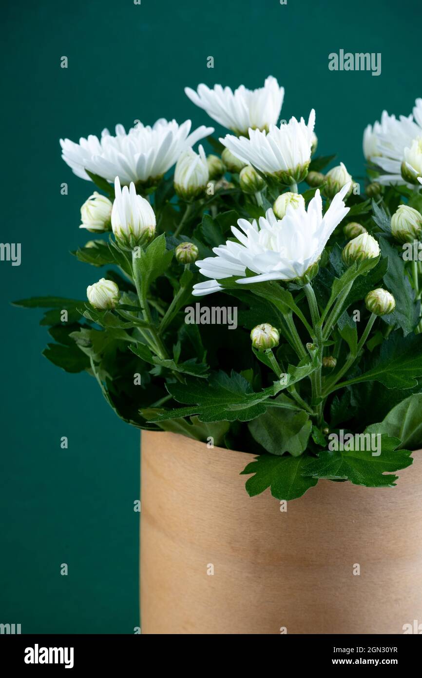 Faire pousser les chrysanthèmes blancs dans un pot. Fleur d'automne à la maison. Bouquet de fleurs. Gros plan. Brousse de chrysanthème Banque D'Images