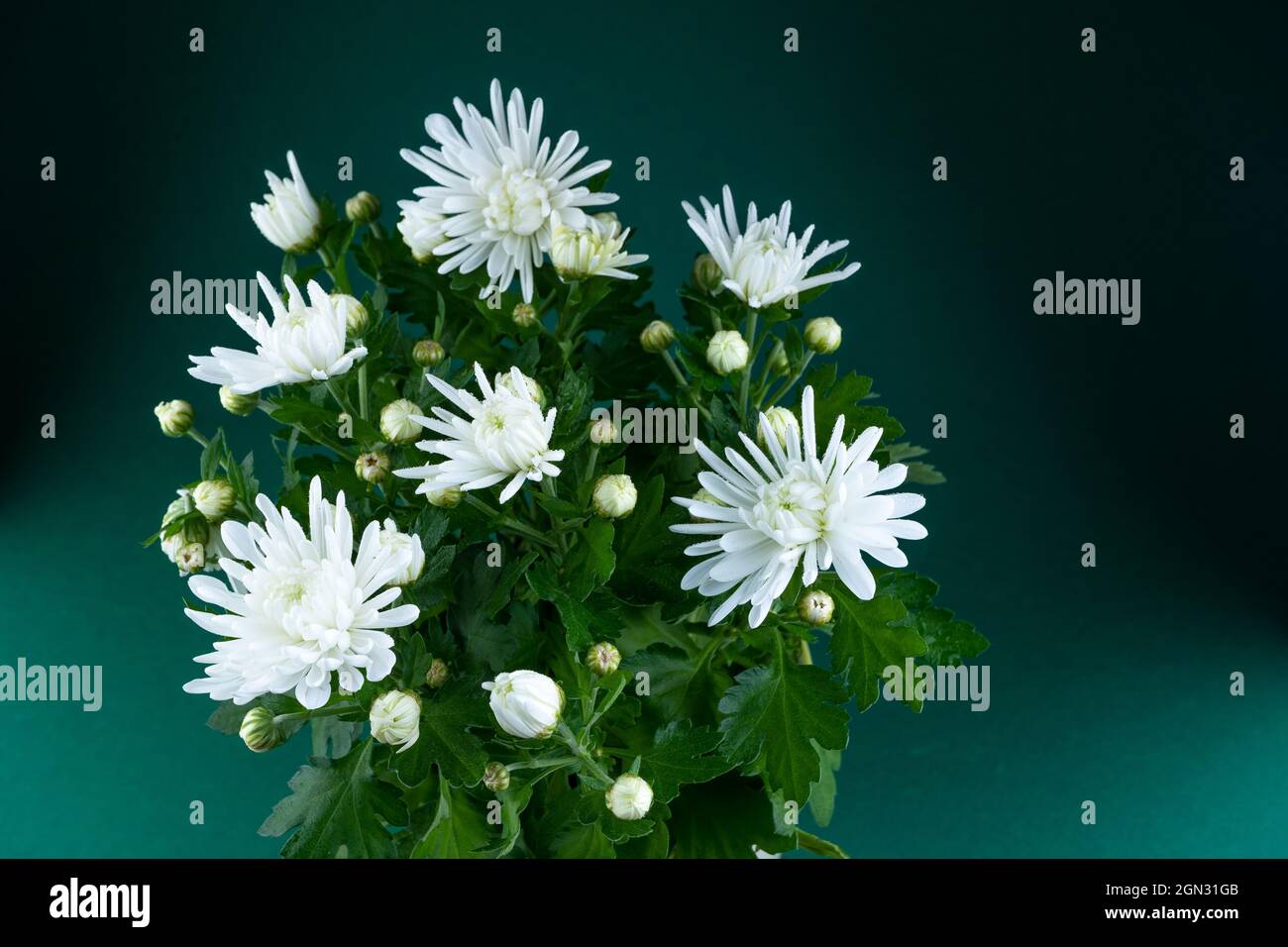 Chrysanthèmes blancs dans une casserole. Fleur d'automne à la maison. Bouquet de fleurs. Gros plan. Brousse de chrysanthème Banque D'Images