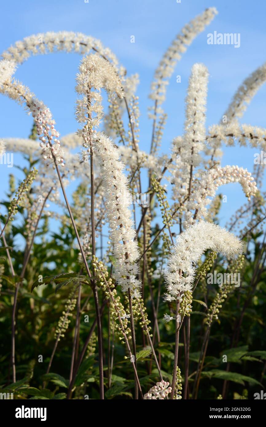 Actaea Simplex Prichards des flèches géantes denses de fleurs blanches crémeuses Banque D'Images