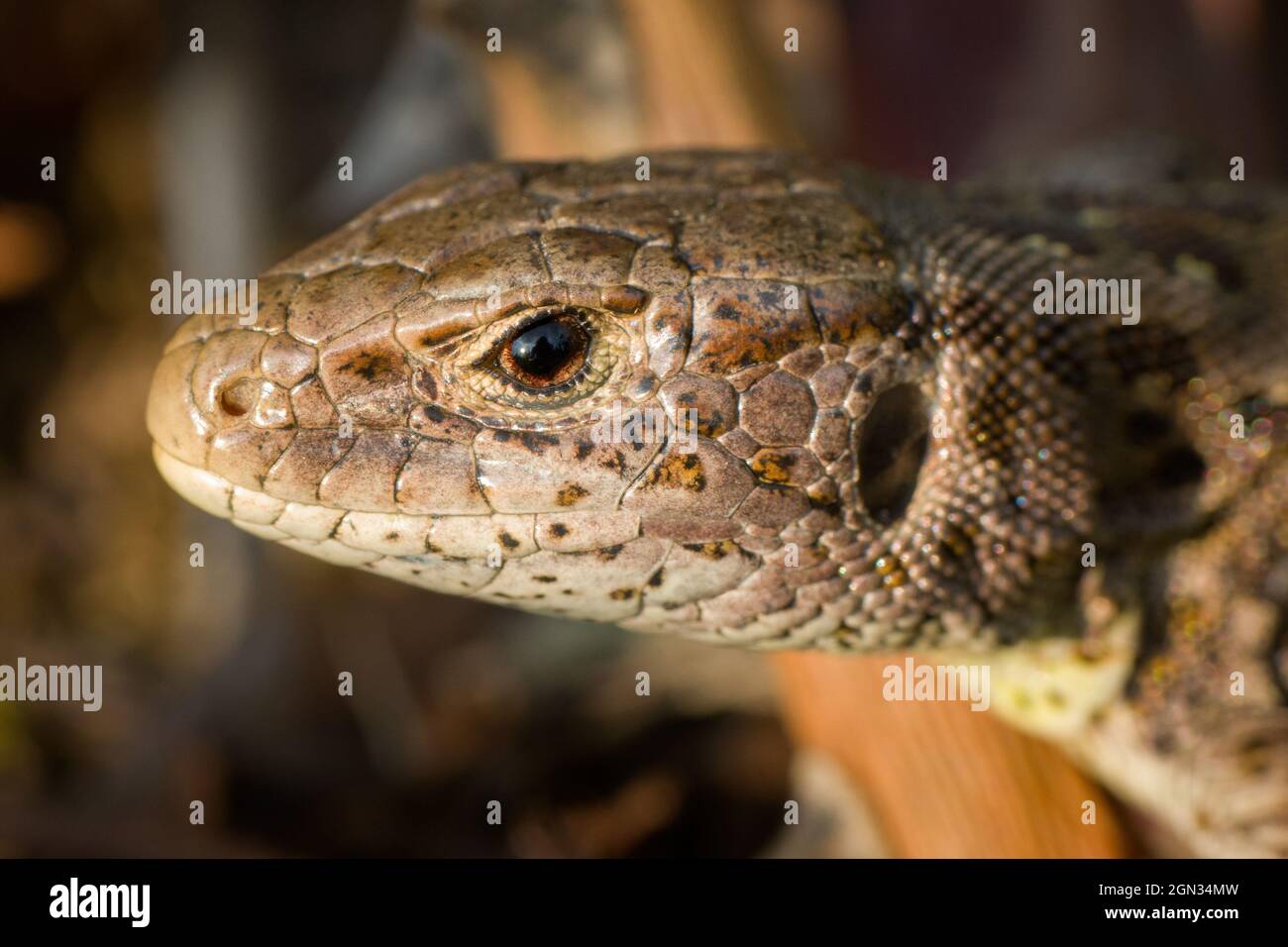 Gros plan d'un lézard de sable [Lacerta agilis] Banque D'Images