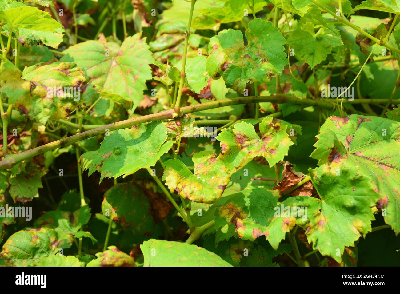 Maladies de la vigne. L'anthracnose des raisins (Elsinoë ampelina) est — free download
