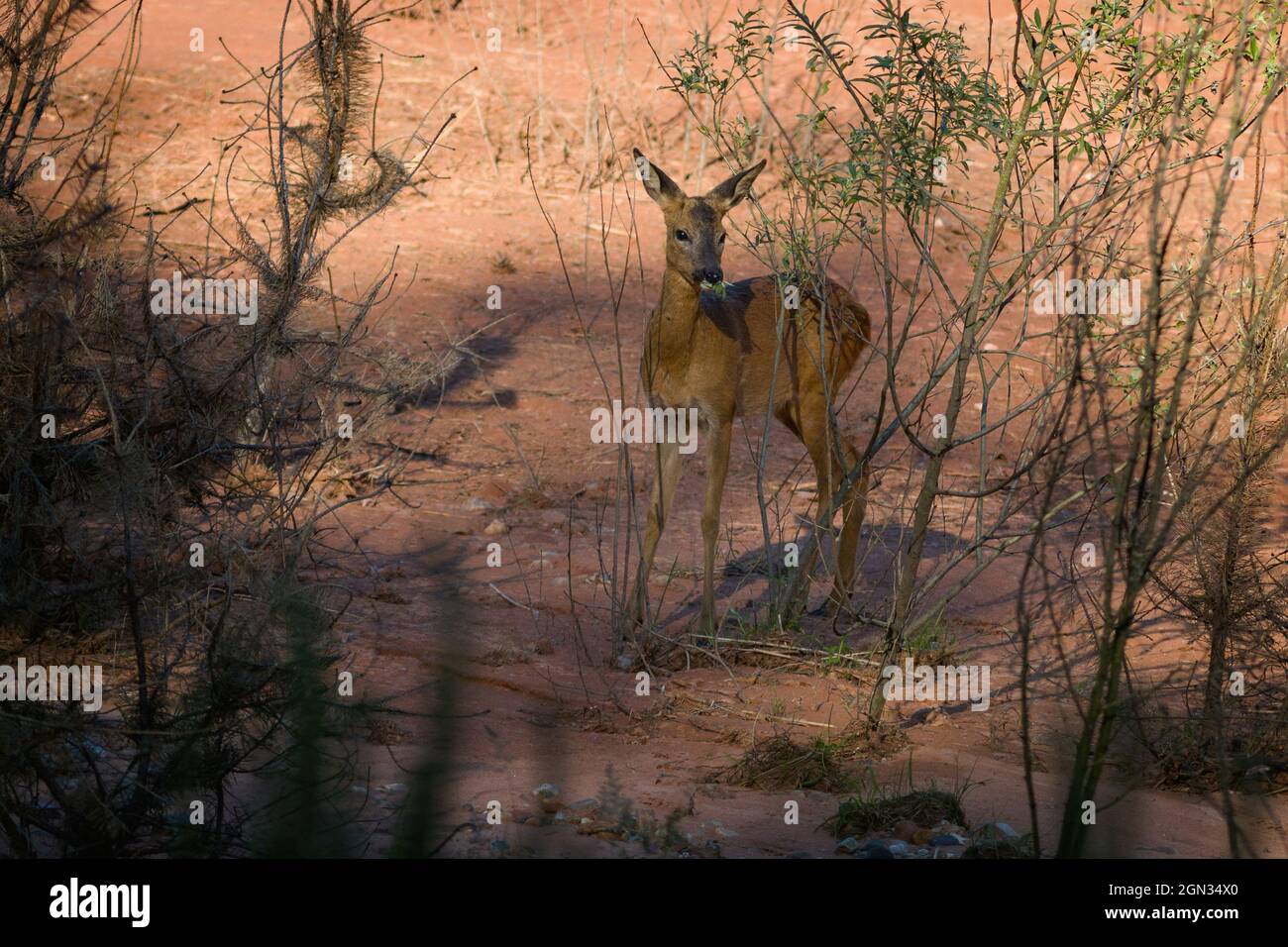 Gros plan d'un cerf de Virginie [Capranolus capranolus] Banque D'Images