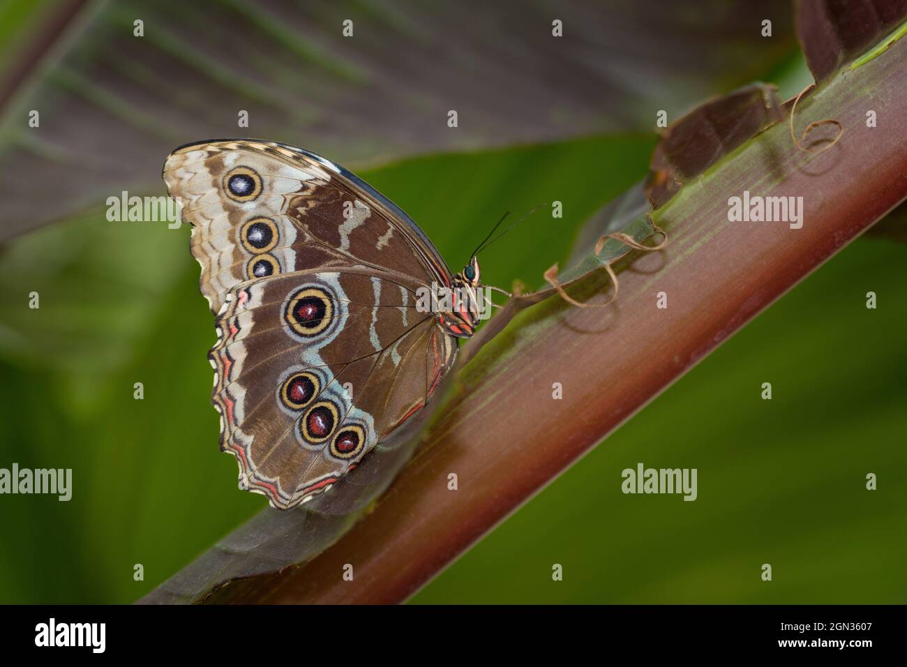 Gros plan d'un Morpho Peleides, Blue morpho qui se trouve sur une plante Banque D'Images