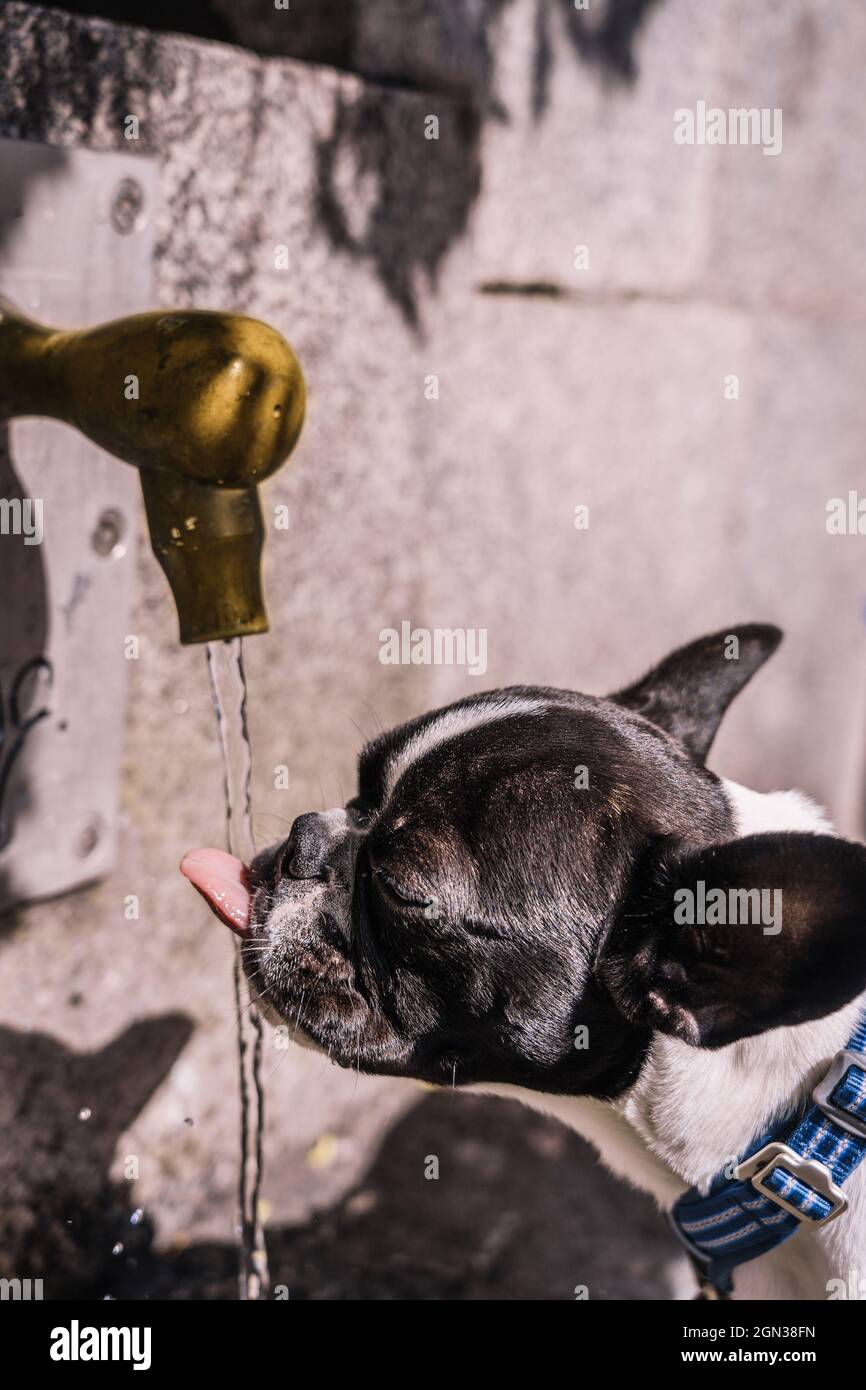 Vue latérale du Bulldog français buvant de l'eau propre à partir du robinet dans un mur en béton Banque D'Images