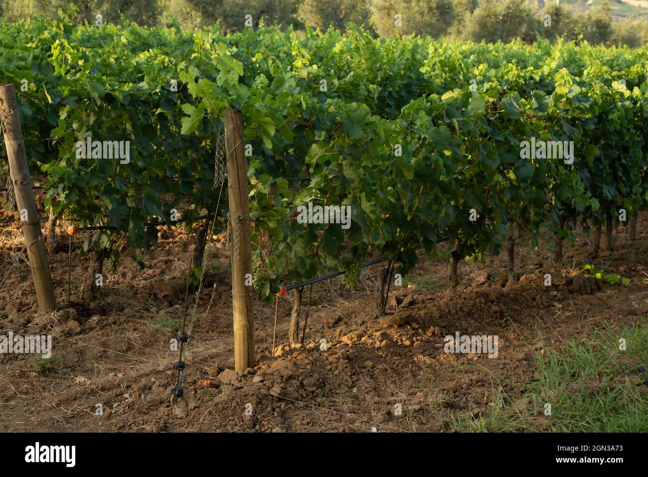 Champ de raisin qui pousse pour le vin. Collines de vignobles. Paysage d'été avec des rangées de vignobles à Bolgheri en Toscane, D.O.C. Banque D'Images