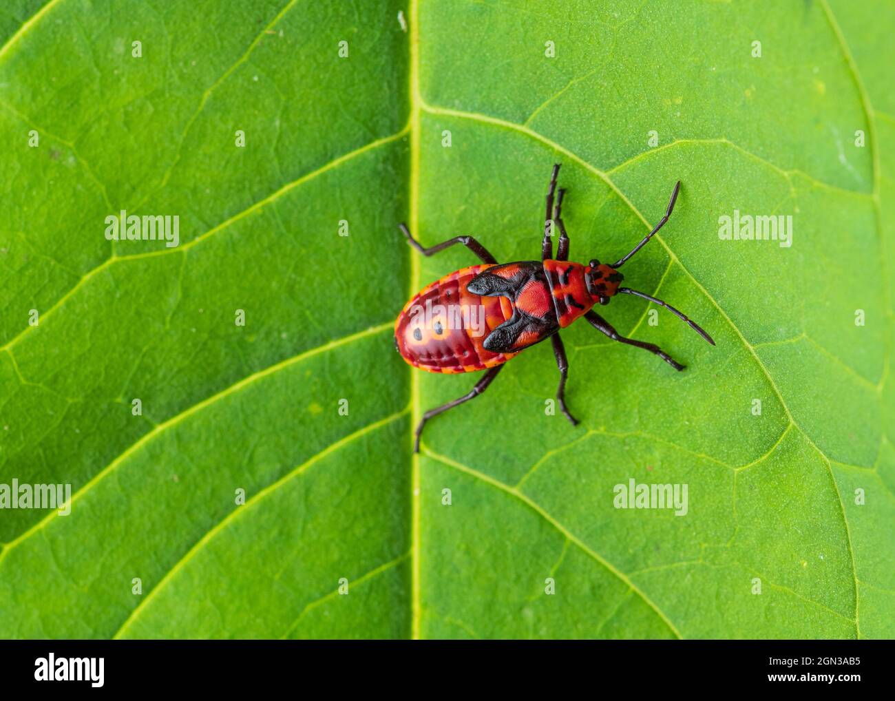 Gros plan de Nymph le pompier (Pyrrhocoris apterus) sur une feuille verte Banque D'Images