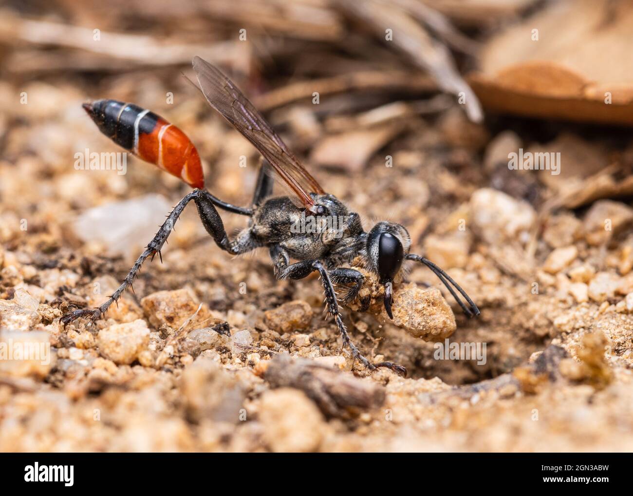 Prionyx kirbii est un genre de guêpes de la famille des Sphecidae, creusant un trou pour enterrer leurs larves Banque D'Images