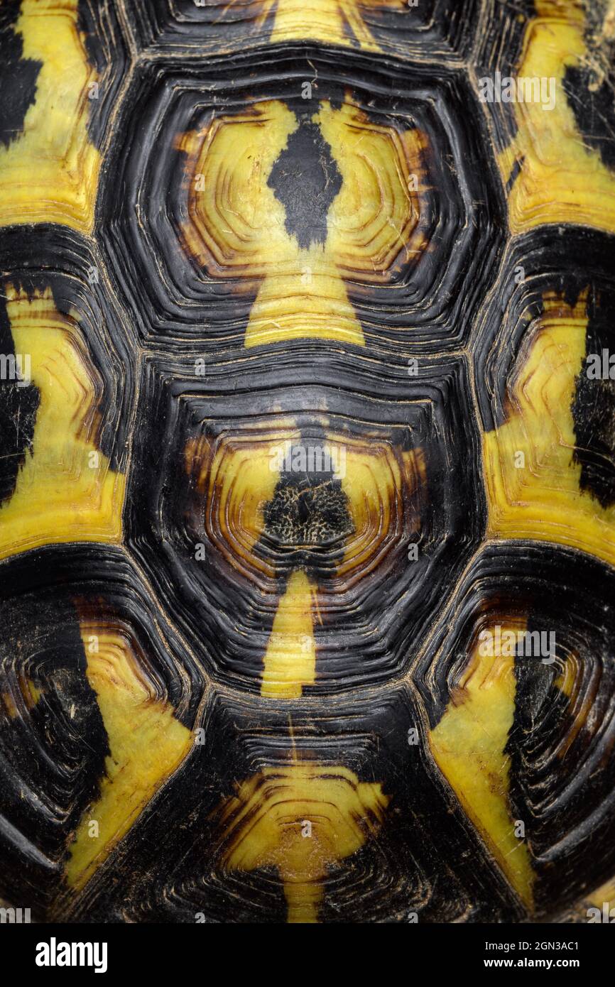 Détails de la carapace d