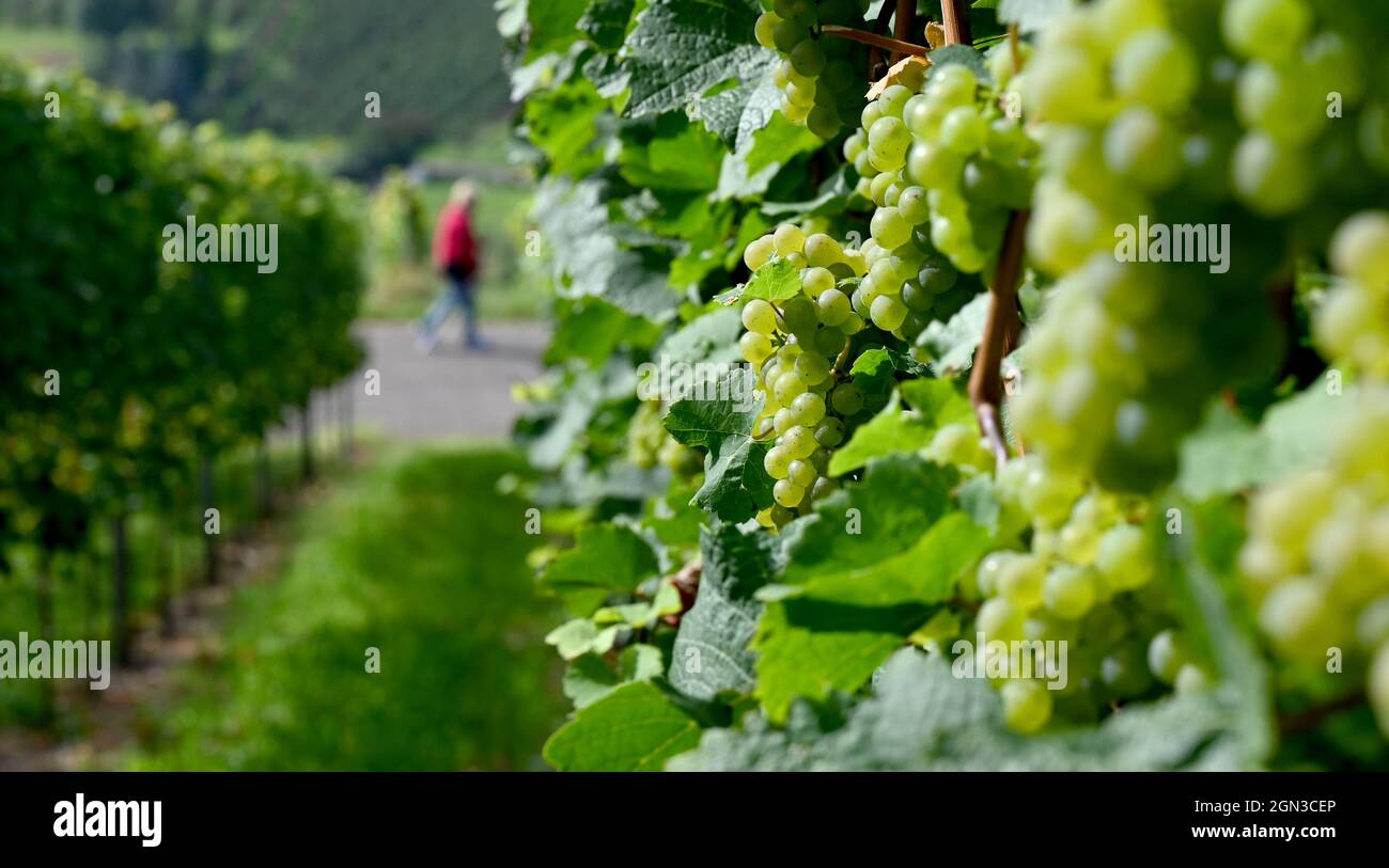 22 septembre 2021, Bade-Wurtemberg, Stuttgart: Une femme marche dans le vignoble du Württemberg près de Stuttgart. Photo: Bernd Weißbrod/dpa Banque D'Images